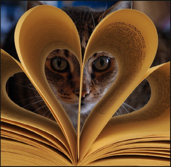 Кот в литературе