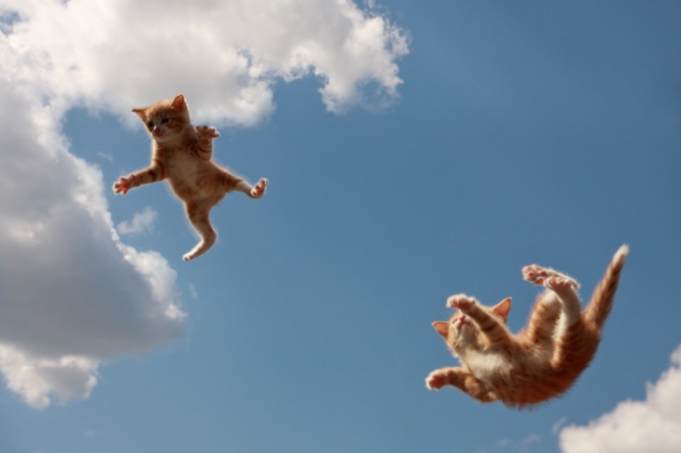 Почему кошки всегда приземляются на лапы падая с высоты?