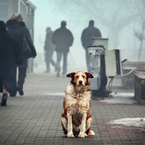 Бездомные собаки на улицах города Волгограда