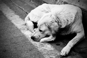 Бездомные собаки проблема каждого из нас.